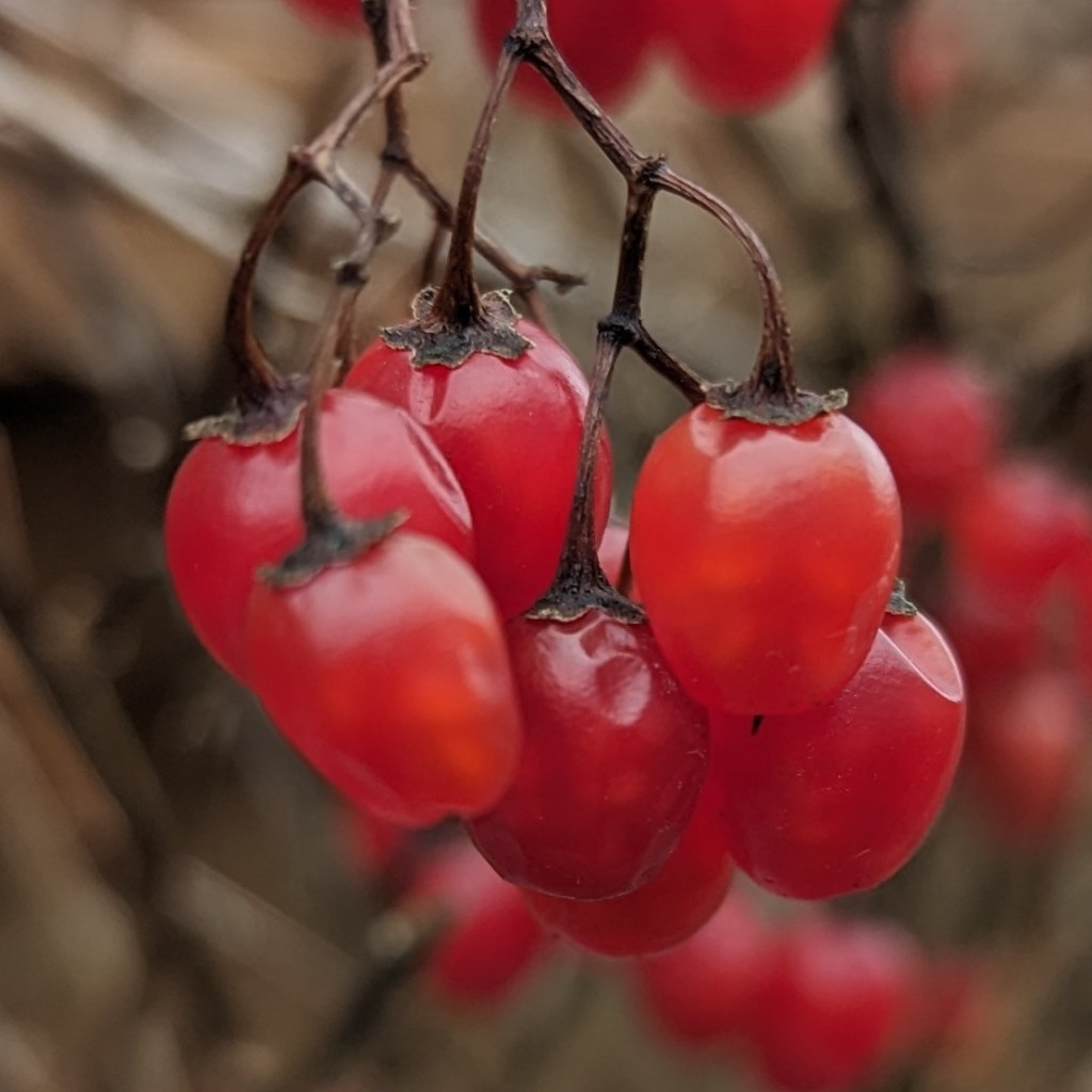 early December through the camera’s lens