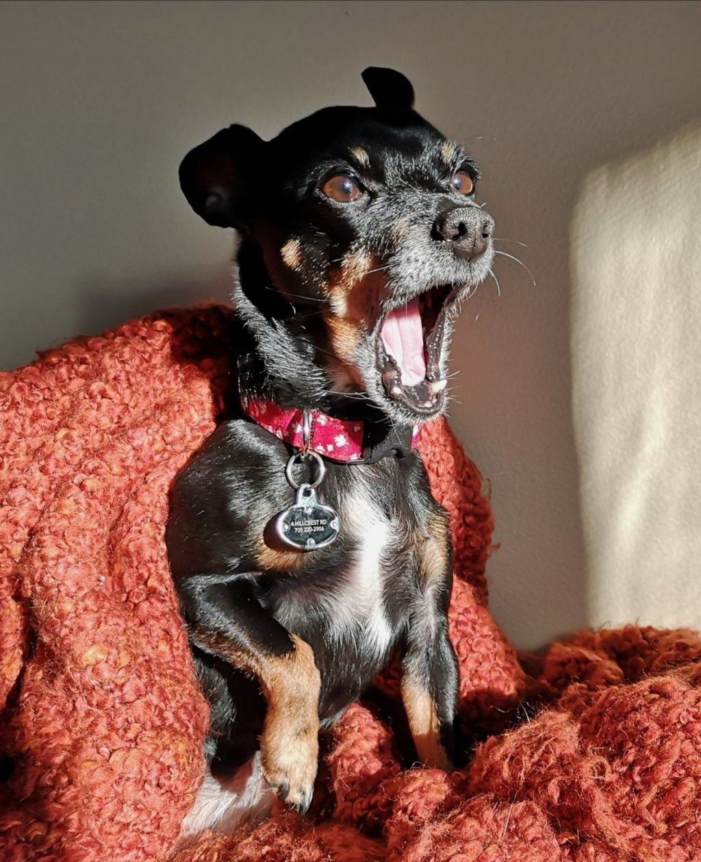 Luci(fer) ~ 2011-2024