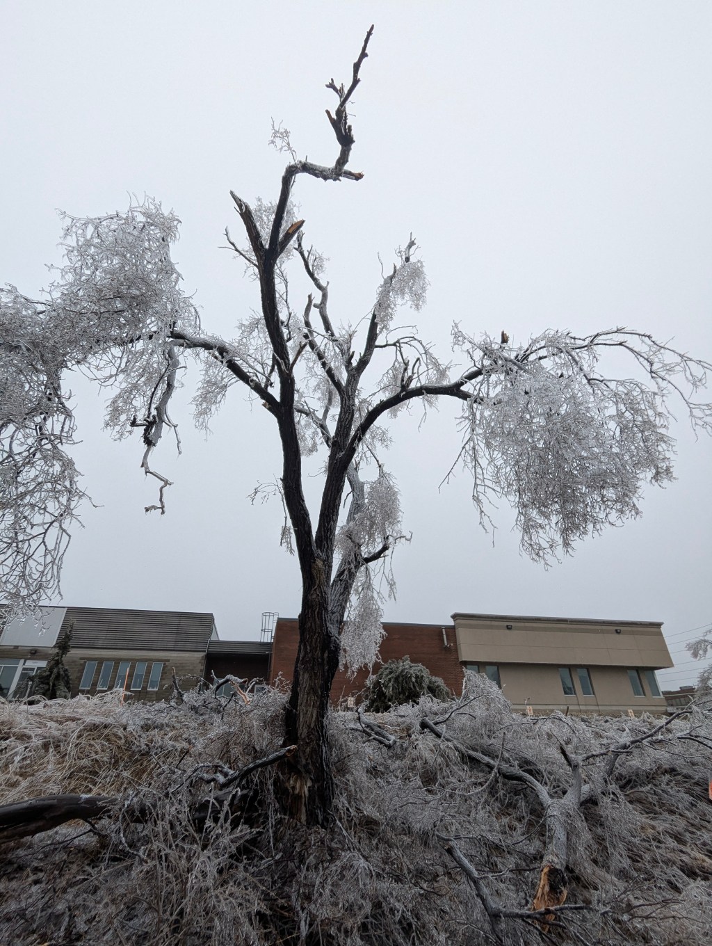 the Arborist’s wet&nbsp;dream