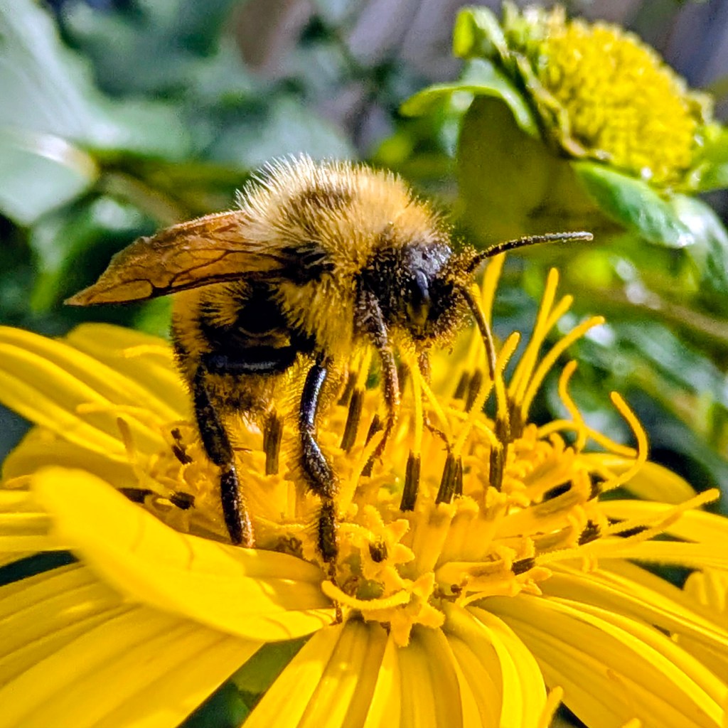 don’t worry. bee&nbsp;happy